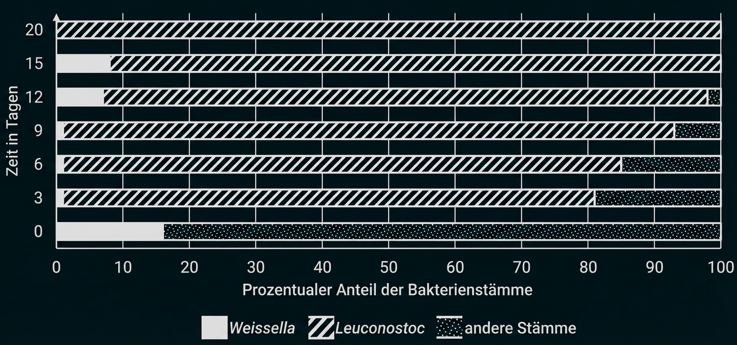 Prozentualer Anteil der Bakterienstämme in Kimchi in Abhängigkeit von der Kulturdauer